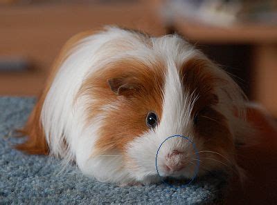 Learn about itrafungol for animal usage including: Berichte-Archiv : Hautkrankheiten : Meerschweinchen ...