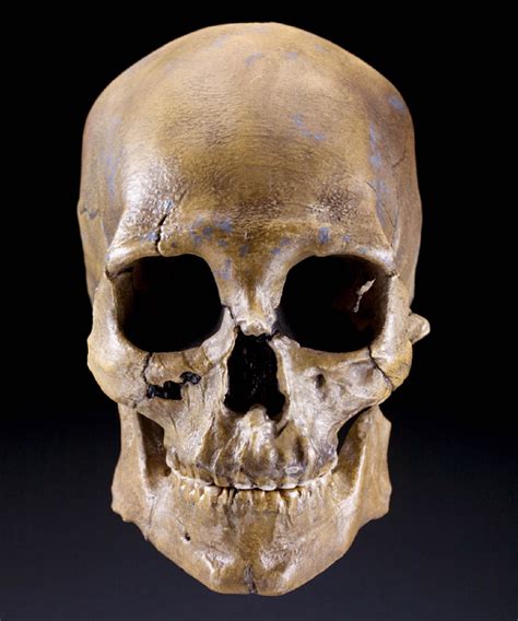 Hals on this page you will find the solution to young man with a skull painter crossword clue. Kennewick Man Skeletal Find May Revolutionalize Continent ...