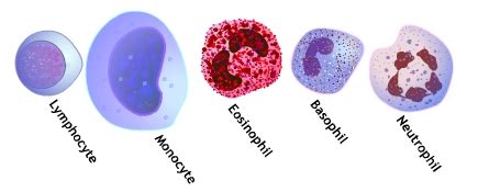 They function as part of the immune system, and they usually become more prevalent when there is an infection. 5 White Blood Cells Types and Their Functions | New Health ...
