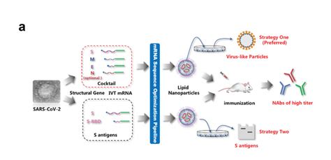 Being an mrna vaccine, mass production is cheaper and more straightforward than with other mrna vaccines effect coded protein production in the recipient's body. Towards an effective mRNA vaccine against 2019-nCoV