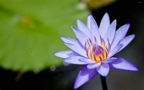 Water Lily 5 Wallpaper Flower Wallpapers 12112