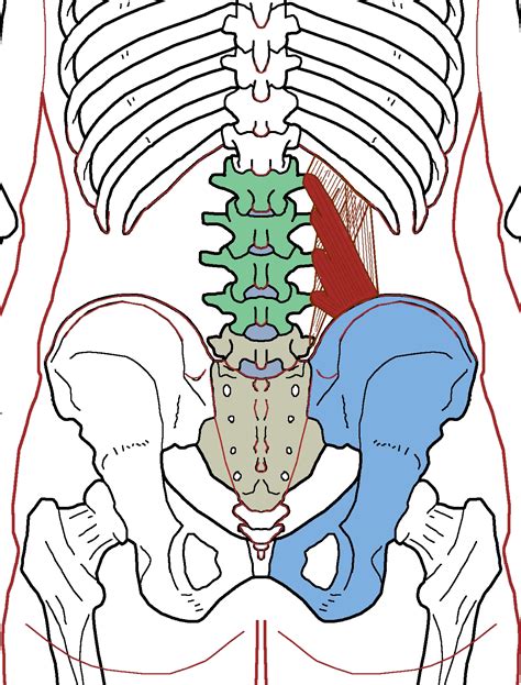 Quadratus Lumborum Functional Anatomy Integrative Works