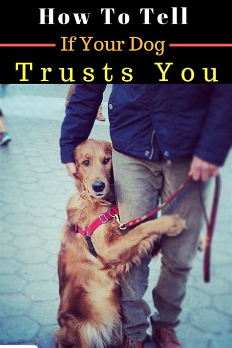 How To Tell If Your Dog Trusts You Dogs Trust Dogs Dog Training