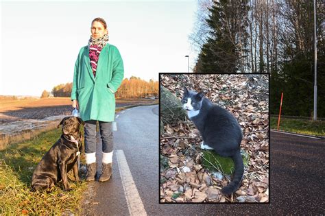 Byen ligger på grunnen til den gamle gården nannaseter. dyr, Larvik kommune | Ellen-Cathrine lette etter katten ...