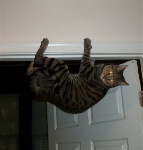 21 Cats Who Love Being Upside Down
