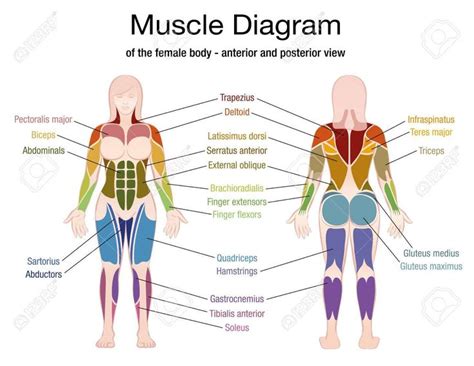 Human Body Muscles Names Character Animation Project Task 1