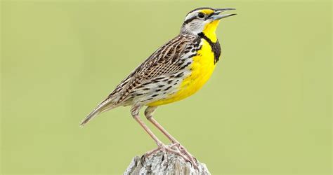Eastern Meadowlark Overview All About Birds Cornell Lab Of Ornithology