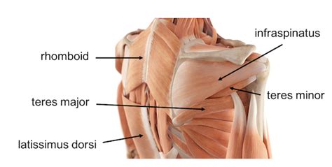 Shoulder Muscles Diagram Posterior Judet Approach To Scapula