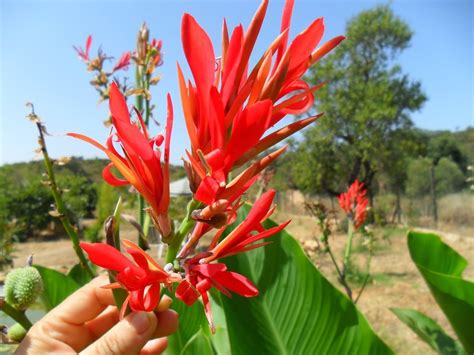 Apart (45 cm), medium and standard cultivars about 2 ft. Rare giant canna Canna musafolia 10 Seeds - Fruit Seeds