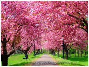 Free Download Tree In Bloom Spring Spring Wallpaper Tree In Bloom