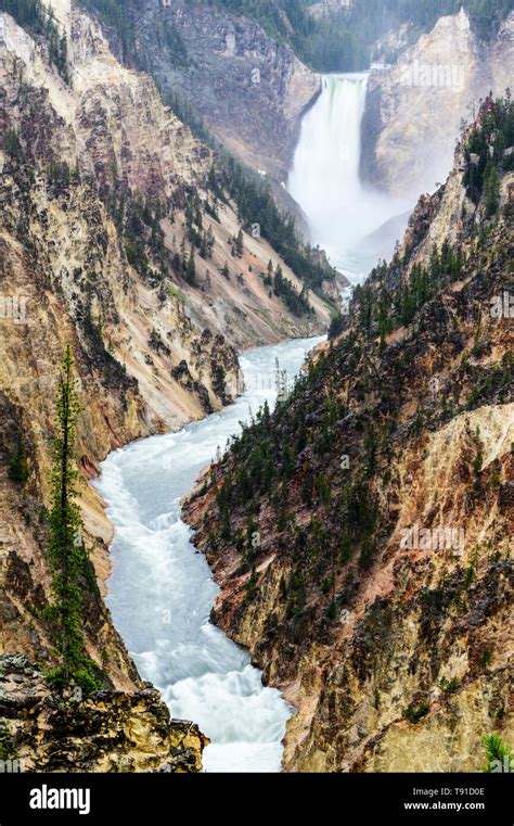 The Yellowstone River Flows Over The Lower Yellowstone Falls Into The
