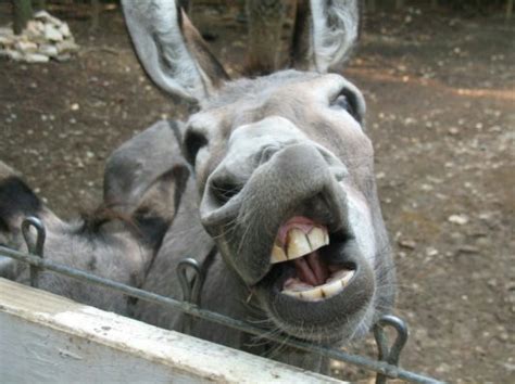 18 Why Do Donkeys Laugh Morveniyada
