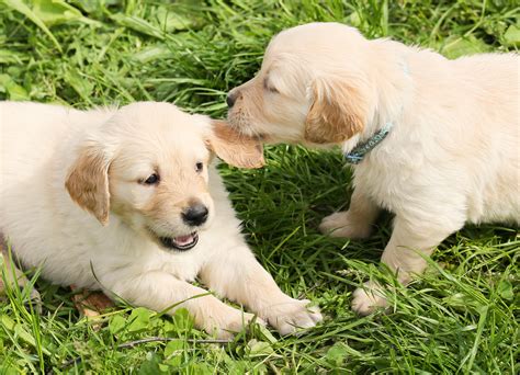 Free Images Nature Group Play Puppy Pet Young Two Dogs Fun