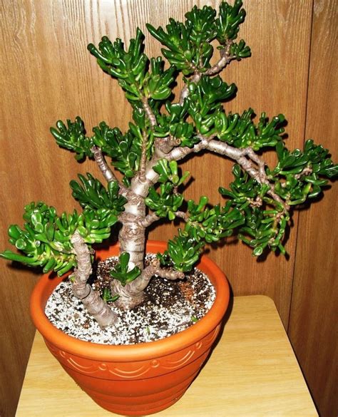 1000+ images about crassula on Pinterest | Trees, Pictures of and Money trees
