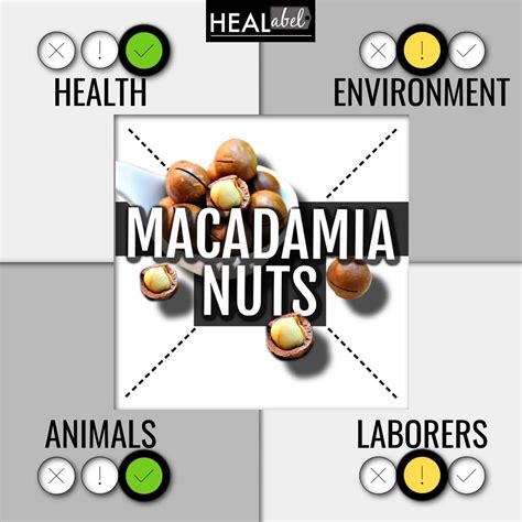 Macadamia Nuts Health Benefits Archives Healabel