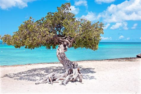 Divi Divi Tree On Aruba Island In The Caribbean Stock Image Image Of