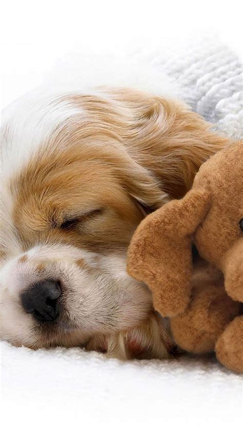 Maybe you would like to learn more about one of these? Puppy iPhone Wallpapers - Wallpaper Cave