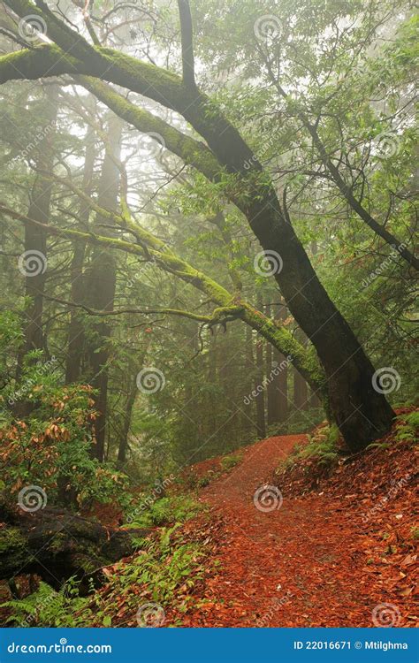 Lush Temperate Rain Forest Stock Image Image Of Nature 22016671
