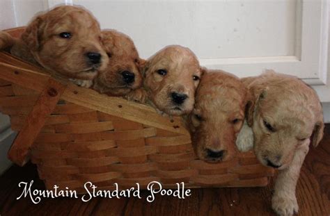 8 puppies born september 13th 2020 5 girls 3 boys mom is silver dad is cream. photo album of standard poodle puppies. We have red, blue ...
