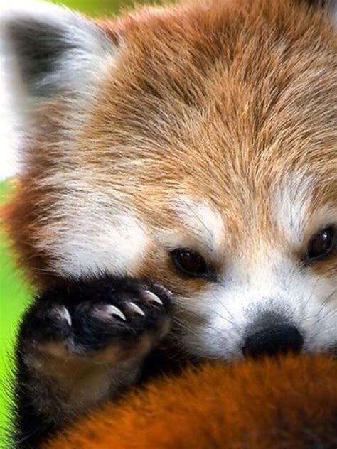 Pin By Haylee Lawrence On Animals Rascally Red Pandas Red Panda