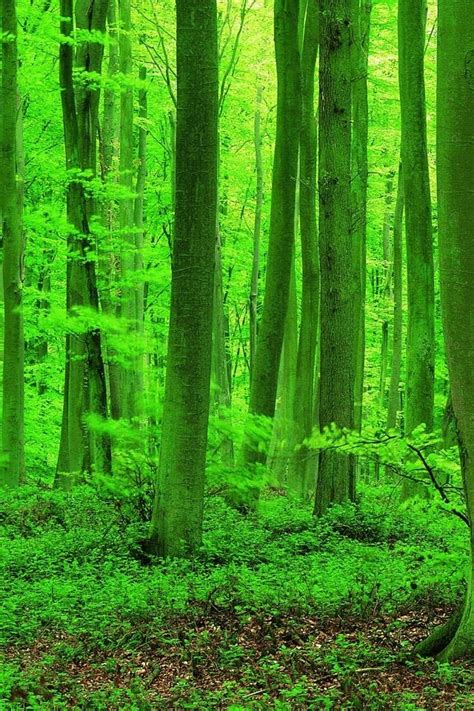 Maybe you would like to learn more about one of these? Download Forest Phone Wallpaper Gallery