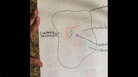 We did not find results for: Parts Of An Animal Cell: part 1 - YouTube