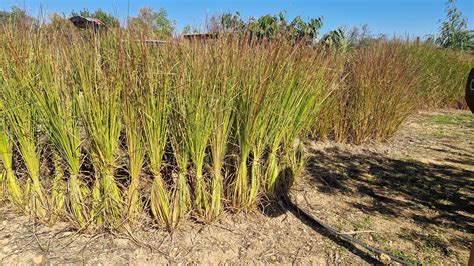Vetiver A Miracle Grass Orchard Of Flavours