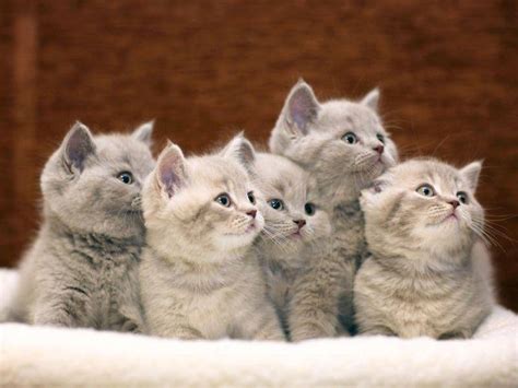 Spezialzucht in black silver bzw golden tabby classic, wesensstark, gesund und. Süße kleine Britisch Kurzhaar Katzenbabys