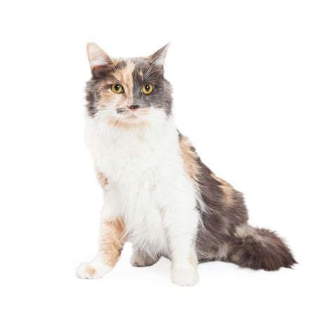 Awesome Facts About Calico Cats That Are Sure To Blow Your Mind Cat Appy