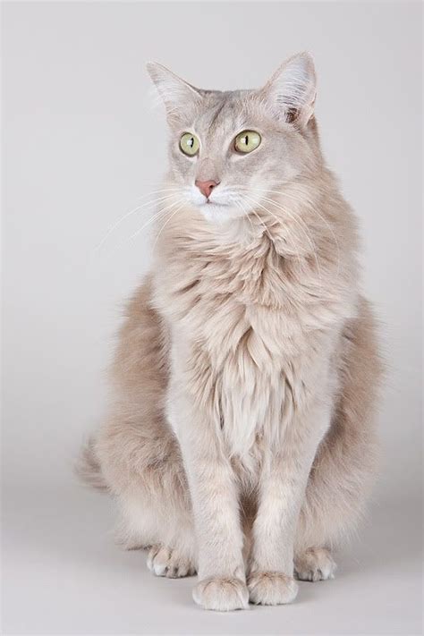 In the oriental longhair breed, which can have fur in many colors and patterns. Oriental longhair cat ♥ | Beautiful cats, Pretty cats ...
