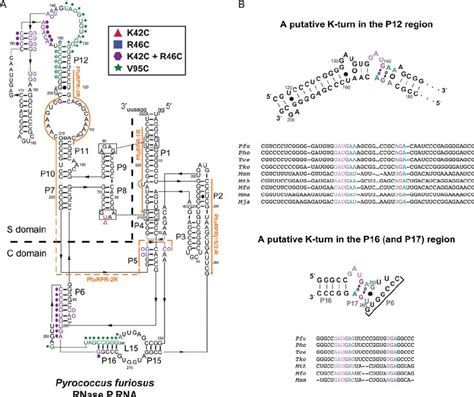 A The Oh • Mediated Cleavages Of Pfu Rpr Promoted By Pfu L7ae K42c