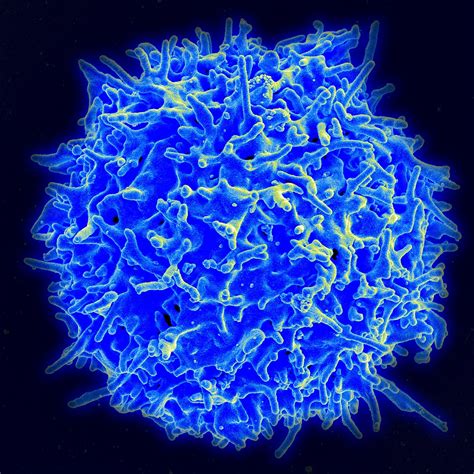 This is where most of the cell s activities take place. T cell - Wikipedia