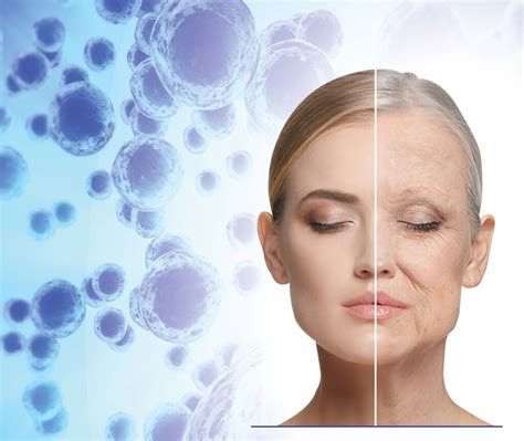 Stem Cells And Skin Rejuvenation المركز العربي للخلايا الجذعية