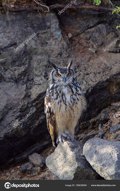 Indian Eagle Owl Bubo Bengalensis Hampi Karnataka India Stock Photo By