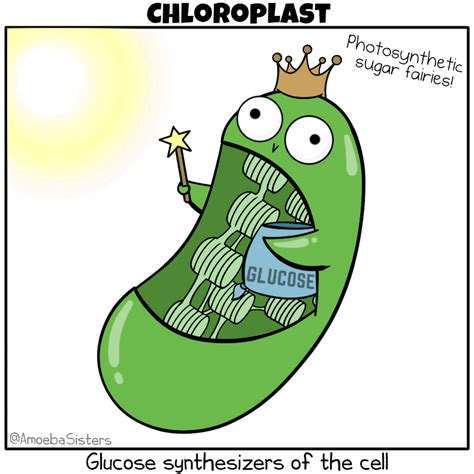 The best gifs for plant cell. Amoeba Sisters GIFs - Science with The Amoeba Sisters