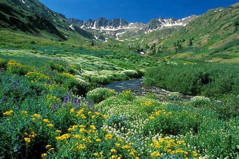 Photograph Of Wildflowers And A Stream In American Basin Near Silverton