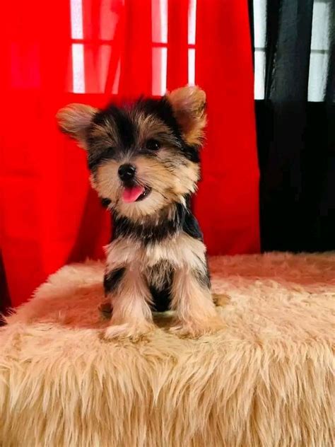 Teacup Yorkie Puppy Yorkie Puppies Yorkies Pee Pads Magnificent