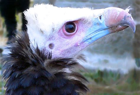 Photo Morgia Voltor Negre Aegypius Monachus ﻿black Vulture