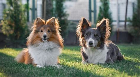 What Is A Collie Vs Border Collie