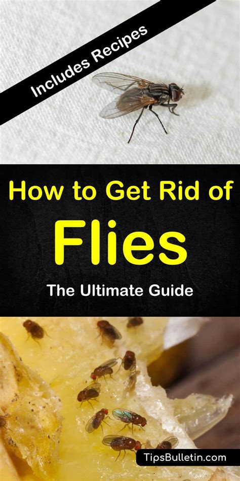 6 Clever Ways To Get Rid Of Flies