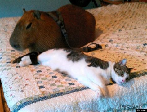 Capybara Rodent Of Unusual Size Loves To Hug Cats Photos Huffpost