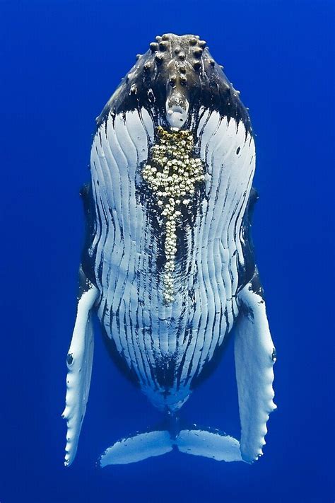 Humpback Whale Megaptera Novaeangliae Bild Kaufen 70412375