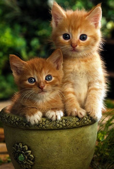 Cutest Orange Kitten Ever