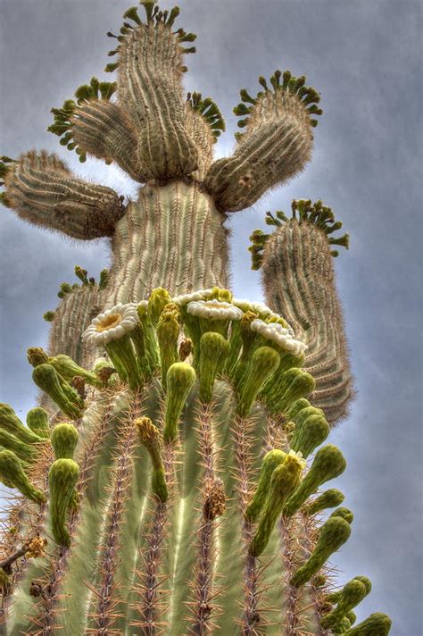 Saguaro Cactus In Bloom Photograph By Tracey Hunnewell Fine Art America
