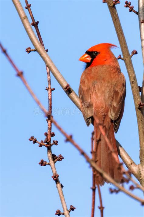 Male Winter Northern Cardinal Stock Photo Image Of Songbird Holiday