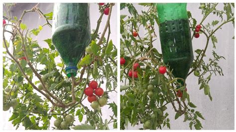 Best Method To Grow Tomato Plant In Plastic Bottleupside Down Tomato