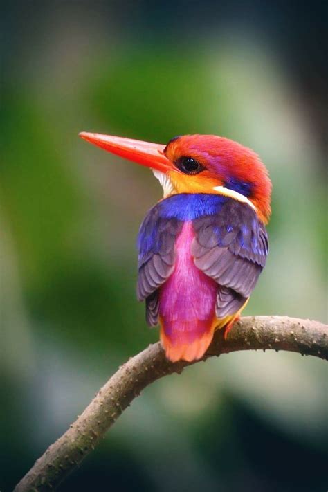 Beautiful Birds Exotic Rare Colorful Birds - unique rare bird