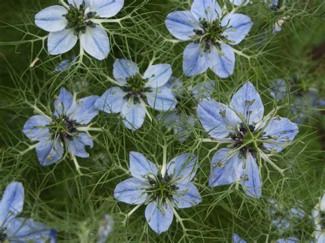 Nigella Sativa Black Cumin World Of Flowering Plants