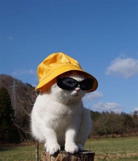 Pins Tookiex Cat Wearing A Bucket Hat And Sunglasses Catlogo Cute