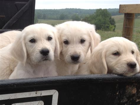 English golden retriever puppies missouri. Pin by Olivia Smith on Puppies | English golden retrievers ...